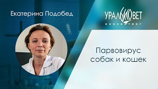 Парвовирус собак и кошек. Подобед Екатерина #убвк_терапия