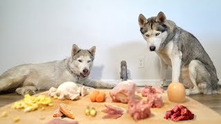 ASMR Husky Reviews Food with 100 Pound Husky (Best Friend)