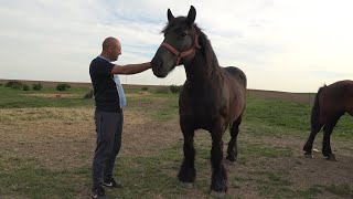 Caii lui Razvan de la Sintanrei, Bihor 2024 Nou!!!