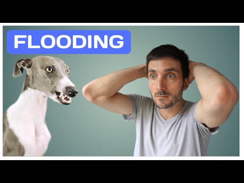 Video: Flooding Therapy for Dog Behavior Issues