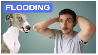 The Truth About [FLOODING] in Dog Training by Train Me Please 2,293 views 1 year ago 9 minutes, 29 seconds