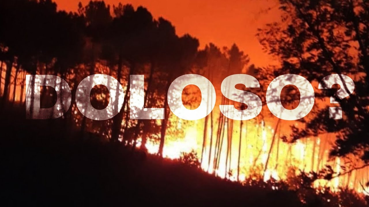 Ettari di bosco in fiamme. Sui social testimonianze e solidarietà - Timeline