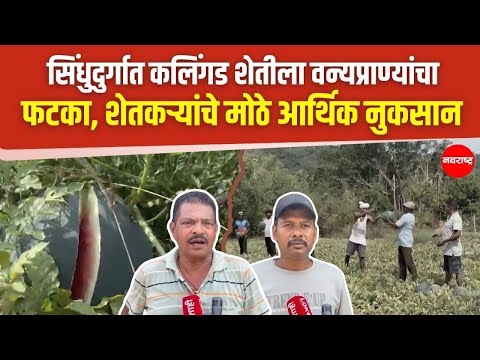 Sindhudurg | पाट गावातील शेतकरी हैराण, वन्यप्राण्यांमुळे कलिंगड शेतीवर संकट ! @NavaRashtra