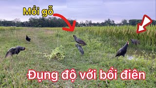 Bẫy gà đồng (cúm núm) bằng mồi gỗ. Đẳng cấp mồi gỗ một mình cân cả mua giải