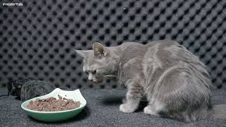 Cat Master Yoda Eating ASMR by ASMR CATS EATING 104 views 1 month ago 21 minutes