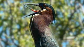 Green heron call sound & activities | Bird