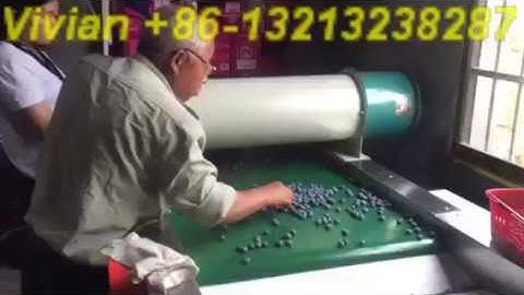 Blueberry Sorting Grading Machine from Vivian +86 13213238287