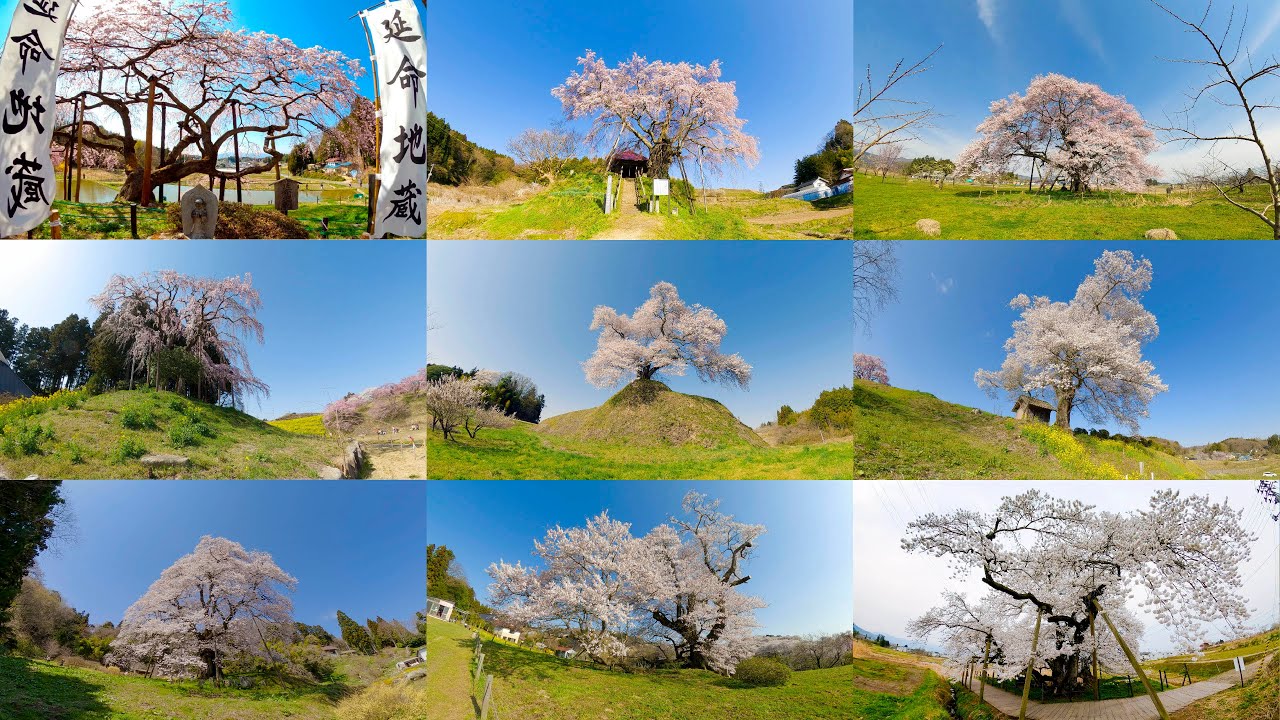 8K 3D VR180 ] 福島の一本桜 Beautiful lone cherry tree in Fukushima