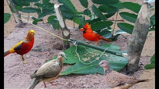 Chưa Bao Giờ Bẫy Chim Cu Gáy Lại Đơn Giản Đến Như Vậy Chỉ 5 Phút Xong Với 3 Khúc Cây.Best Bird Trap