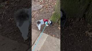 SHIH TZU 298