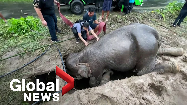 Baby elephant and mother rescued from drain hole in dramatic video at Thai national park - DayDayNews
