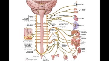 Chapter 16 Autonomic Nervous System Classroom Lecture