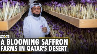 The Coronavirus pandemic this inspired 'Made in Qatar' saffron