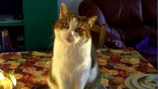 Cats Talking? Proof That Cats Understand English! Cats Talking? Proof That Cats Understand English!
