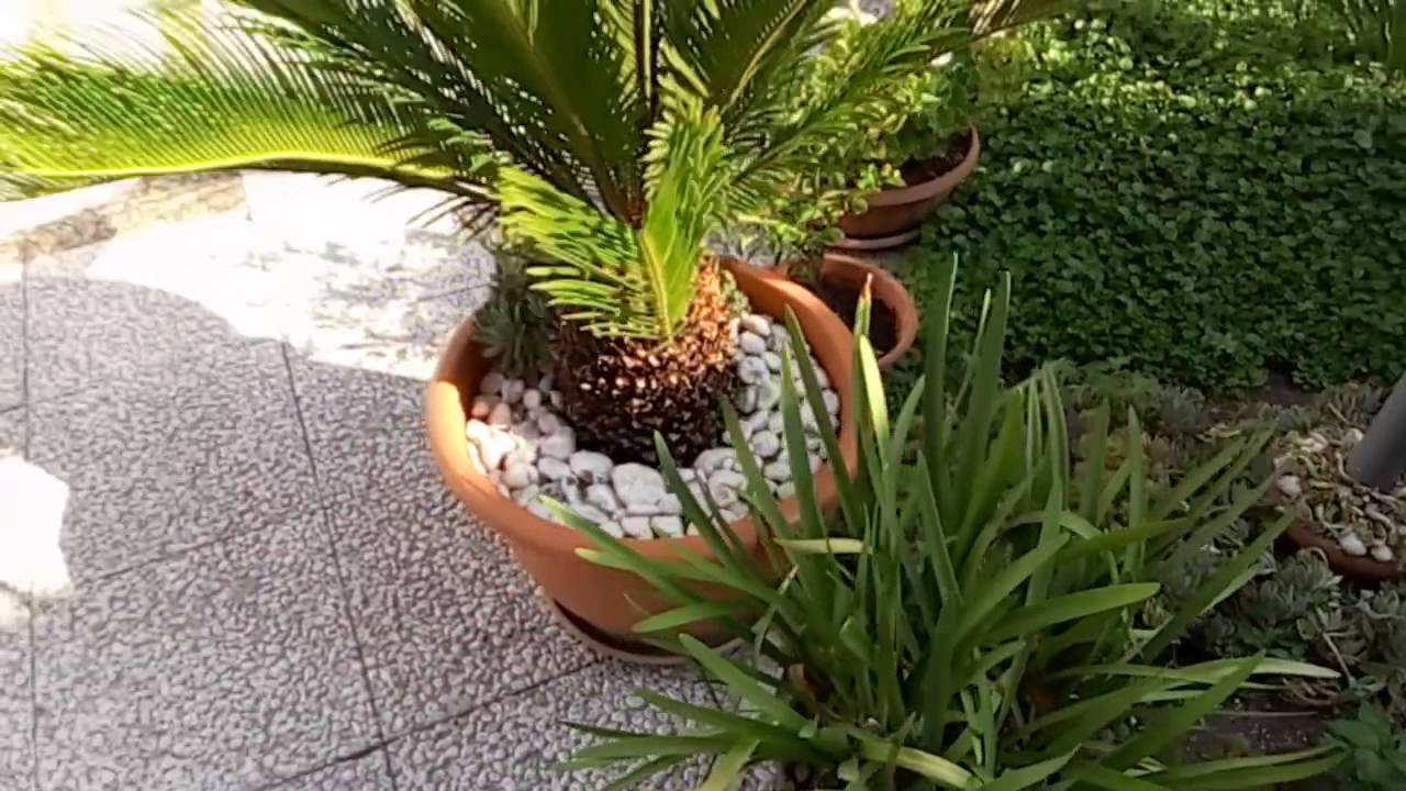 YouTube player