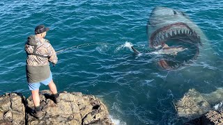 Great White Shark Destroys the Live Bait.