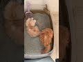 正しくトイレを使う子猫と遊んじゃう子猫が可愛いw【ミヌエット】#Shorts