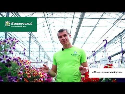 Video: Calibrachoa'm Çiçeklenmiyor: Milyonlarca Çanın Çiçek Açmamasının Nedenleri