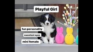 Mini Aussie Puppy For Sale Near Me