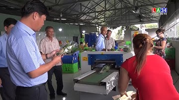 Cần Đước: Lãnh đạo UBND huyện khảo sát việc phát triển các sản phẩm OCOP | LONG AN TV