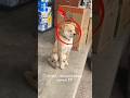 dog is doing night duty then this happen 😆#viral #memes #ytshorts #youtube #dog #funny #shorts #edit