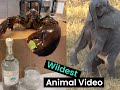 Best animals compilation  animal antics