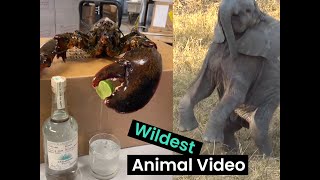 Best Animal Videos Compilation | Animal Antics by Animal Antics 4,564 views 1 year ago 7 minutes, 37 seconds