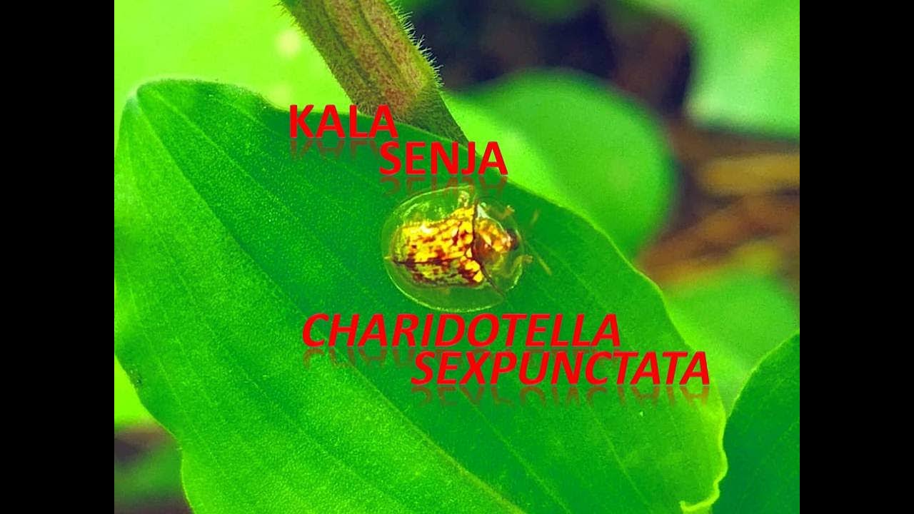 CHARIDOTELLA SEXPUNCTATA
