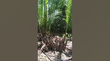 Nipa plantation
