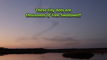 An Amazing Tree Swallow Murmuration!