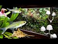 New Nano Fish, Mini Orchids & Vivarium Mushrooms