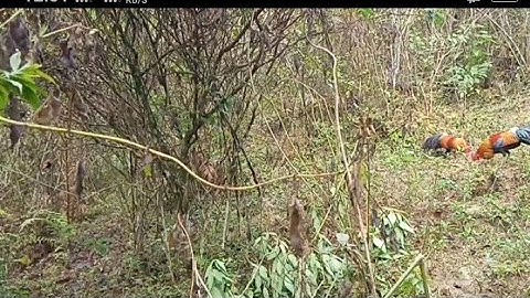 Lần đầu tiên gặp em boi ma vàng to hơn con mồi @cuab qaib qus xyoo tshiab