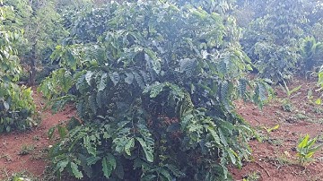 Học cách tạo tán cho cây cà phê từ lúc nhỏ sẽ giúp cây phát tán và đẹp || Tây Nguyên Xanh