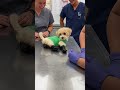 Oscar for this cute maltipoo puppy