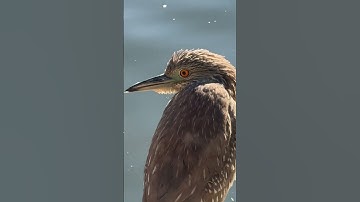 Thumbnail of Juvenile black-crowned night heron