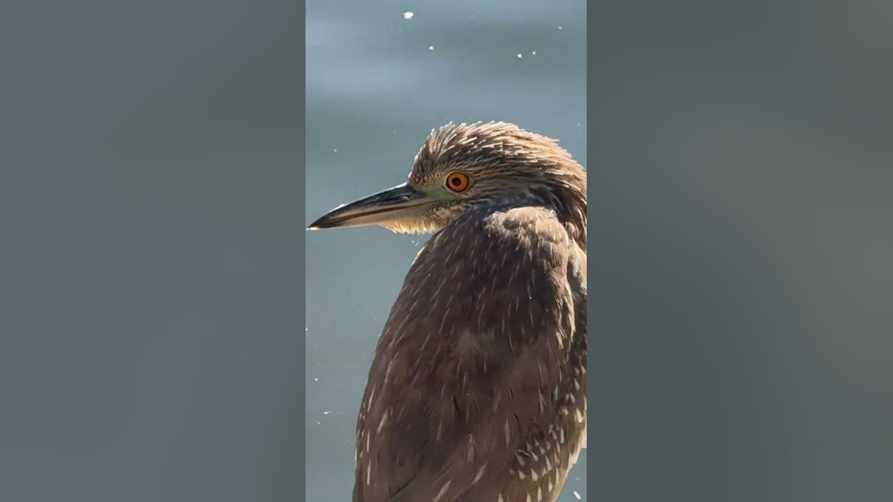 Juvenile black-crowned night heron
