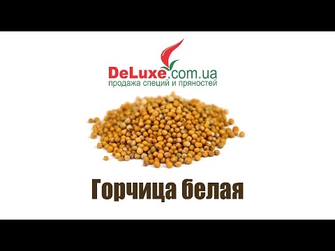 Горчица белая