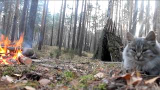 Лесная кошка Венера Лесная кошка Венера