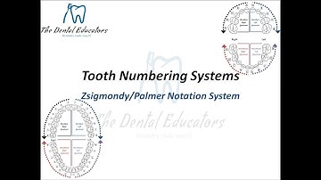 Introduction to Tooth Numbering System and Palmer Notation System