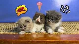 Cutest baby kittens by Raven’s Cattery 791 views 5 months ago 3 minutes, 55 seconds