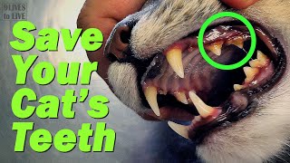 How To Keep Your Cats Teeth Healthy Did I Cause My Cats Tartar?