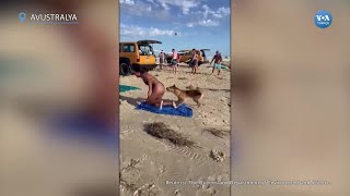 Avustralya’da yaban köpeği plajda güneşlenen kadını ısırdı| VOA Türkçe