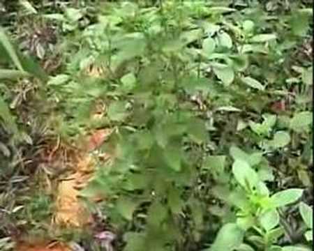 Plantas Medicinais Parte 01 Youtube