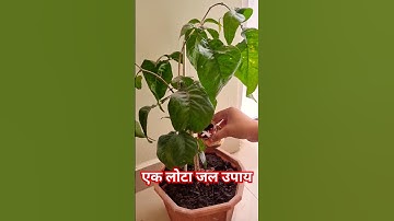 बेलपत्र के पेड़ मे एक लोटा जल समर्पित करे उपाय #pandit_pradeep_ji_mishra