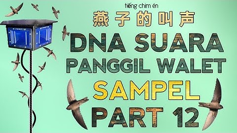 DNA SUARA PANGGIL INAP WALET TERBAIK | SAMPEL PART 12 - 燕子叫声 Yànzǐ jiào shēng @ekafamilyofficial
