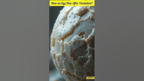 Hoe een eicel na de ovulatie sterft | De 24-uurs levenscyclus van een eicel uitgelegd