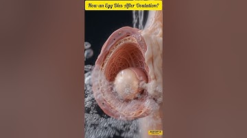 Hoe een eicel na de ovulatie sterft | De 24-uurs levenscyclus van een eicel uitgelegd