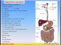 15-Digestive System_1-Parts of Digestive System (Anatomy Intro Dr Ahmed Kamal)