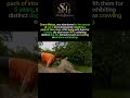 Oxana malaya-the dog Girl#history#shorts