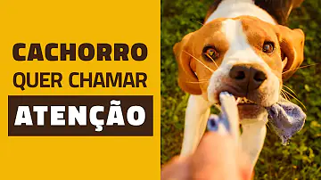 O que quando o cachorro fica resmungando?